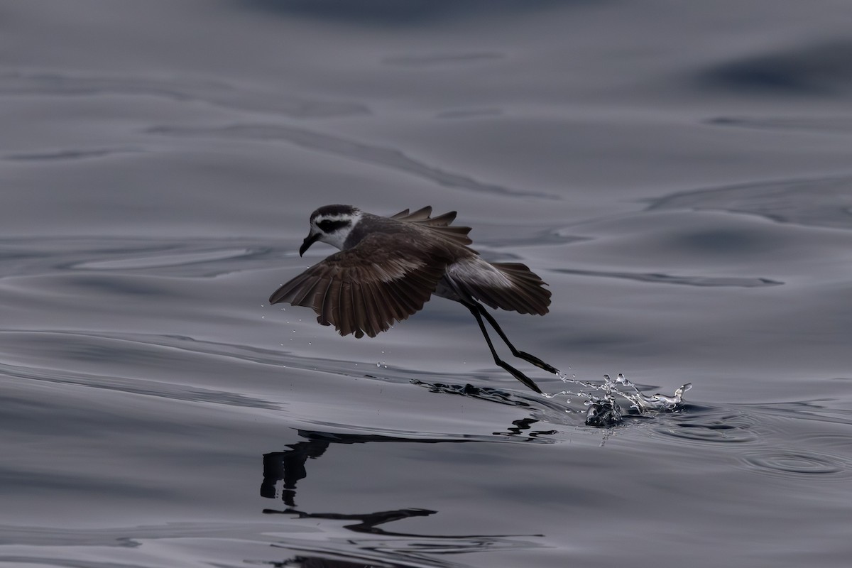 White-faced Storm-Petrel - ML615702703