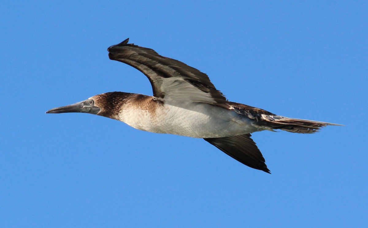 Blue-footed Booby - ML61570271