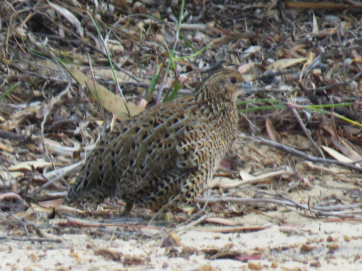 Brown Quail - ML615702724