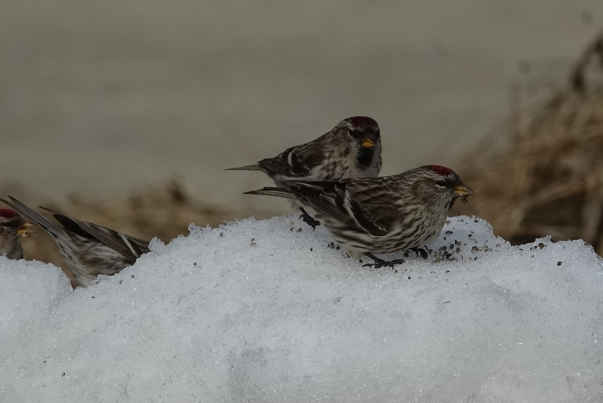 Common Redpoll - ML615702783