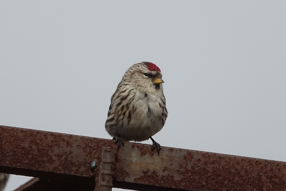 Common Redpoll - ML615702786