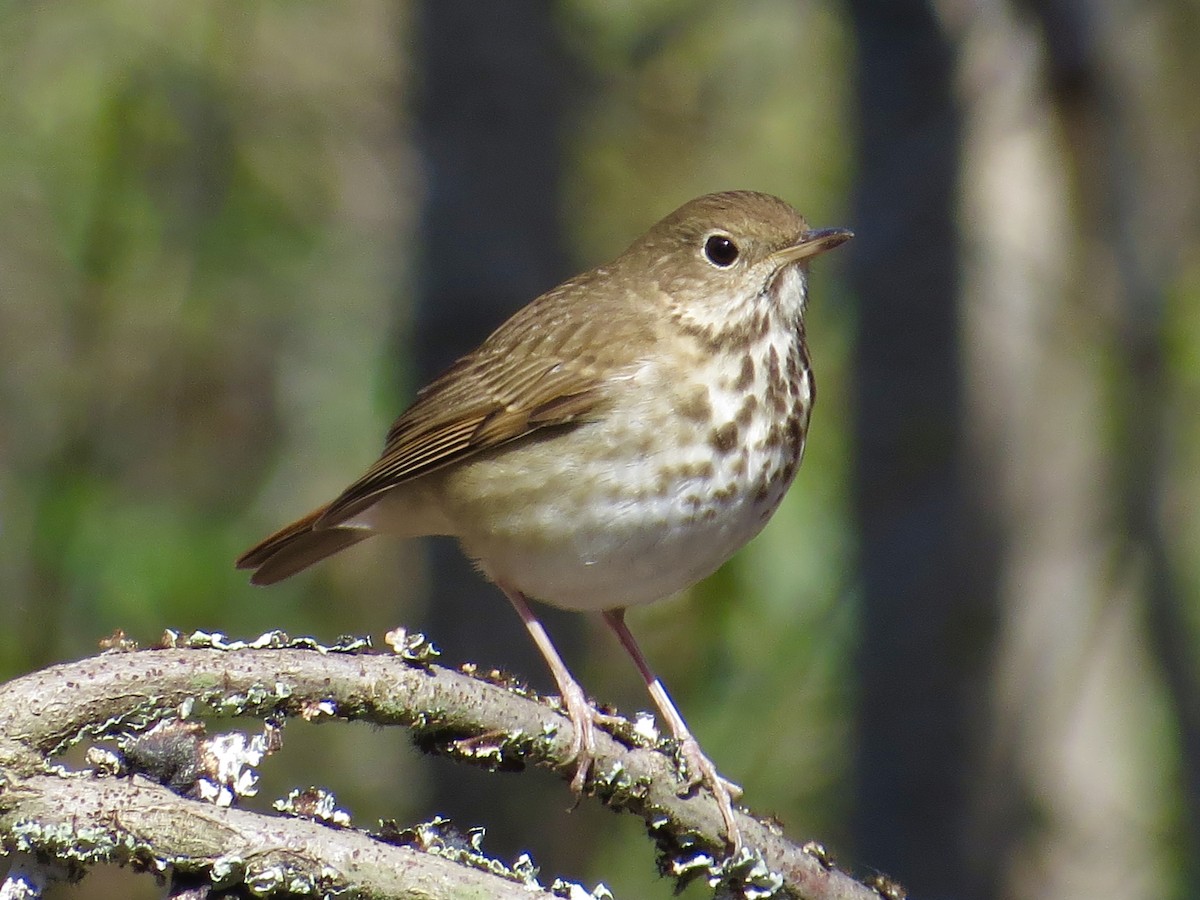 Hermit Thrush - ML615702789