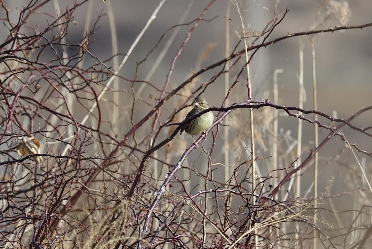 Black-faced/Masked Bunting - Unkyung Jeon