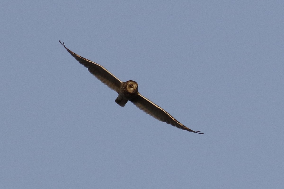 Short-eared Owl - Avi Shneor