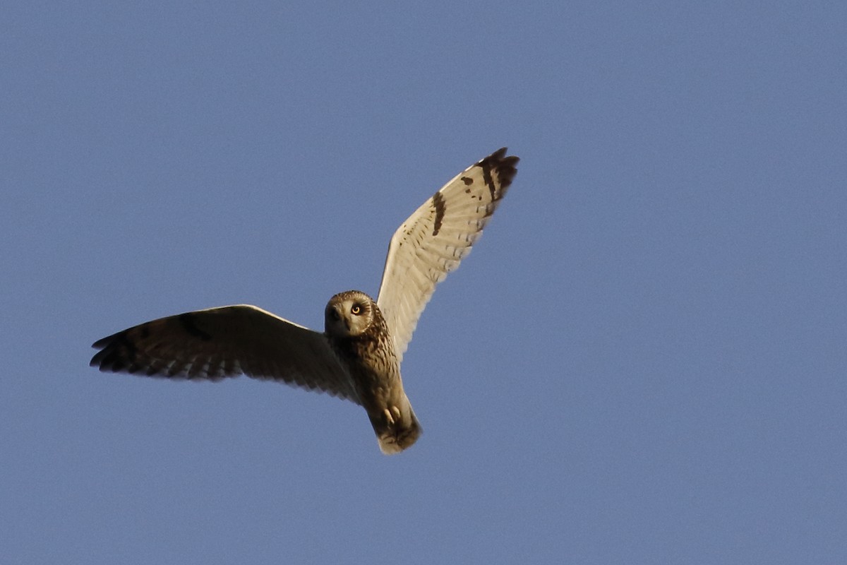 Short-eared Owl - Avi Shneor