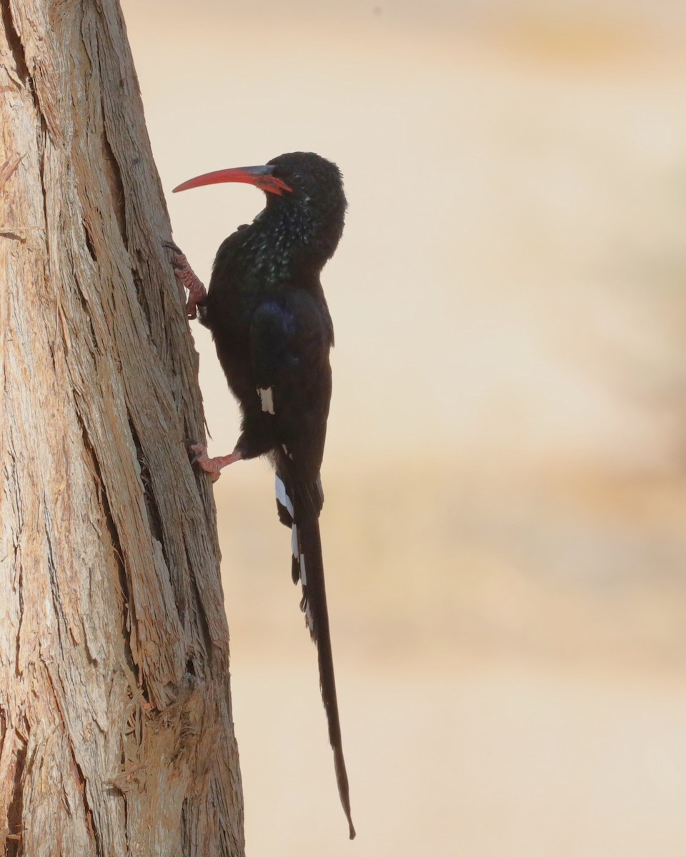 Violet Woodhoopoe - ML615702864