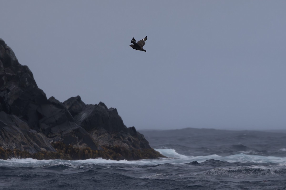 Brown Skua - Jodi Webber