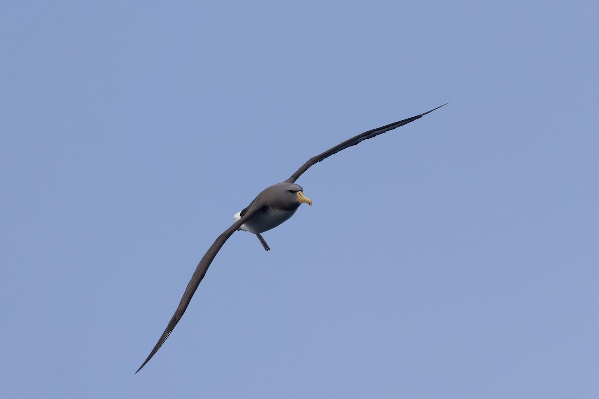 Chatham Albatross - Jodi Webber