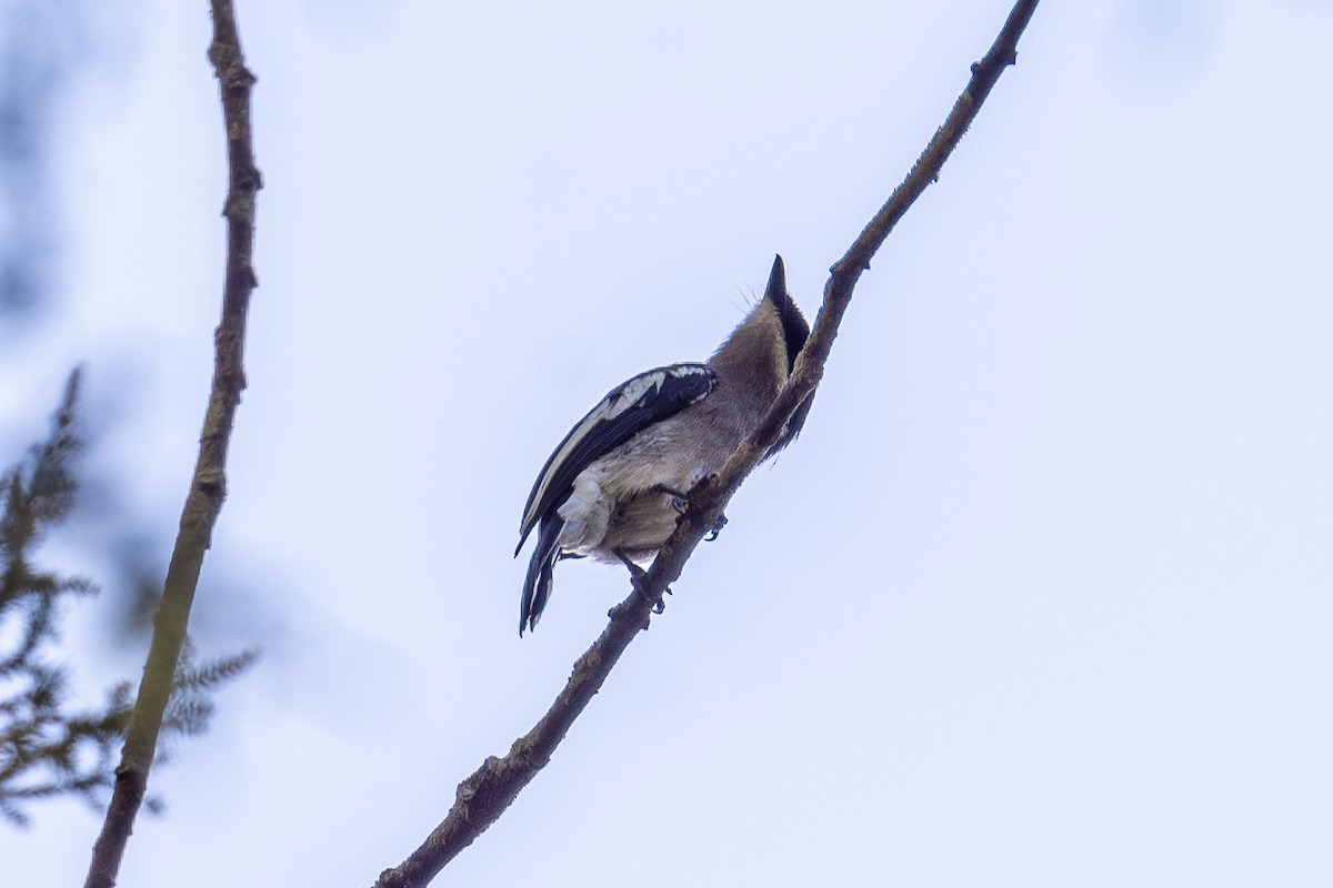 Bar-winged Flycatcher-shrike - ML615702894