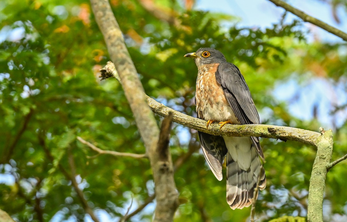 Hodgson's Hawk-Cuckoo - ML615702898