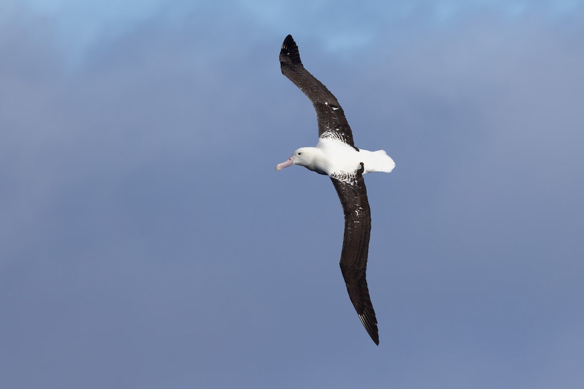 Northern Royal Albatross - Jodi Webber