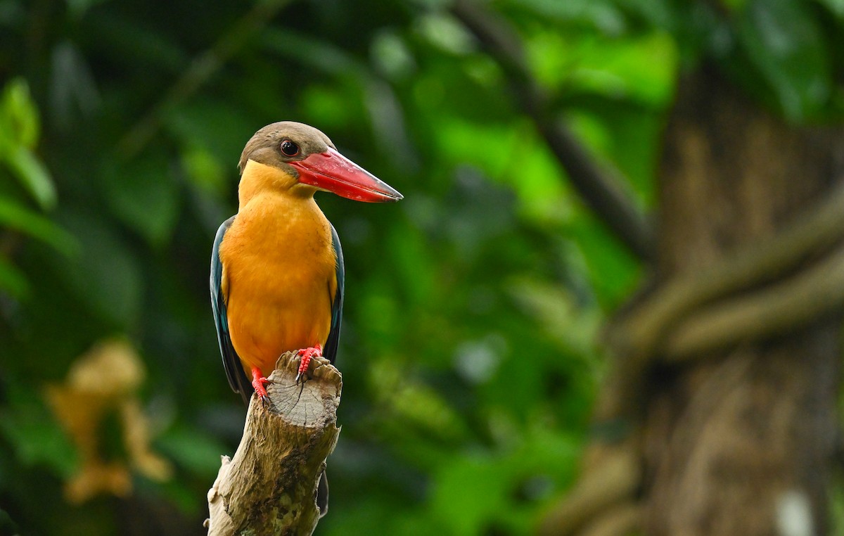 Stork-billed Kingfisher - ML615702928