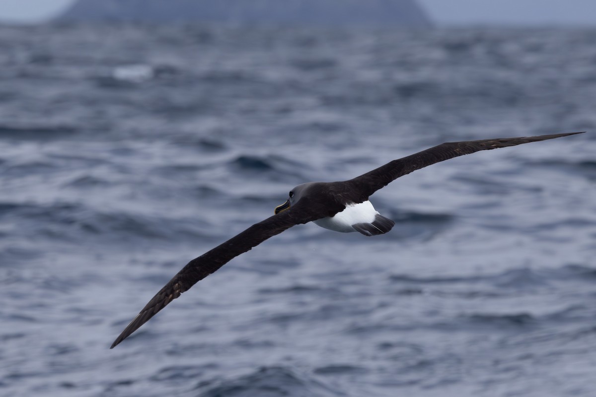 Buller's Albatross - ML615702929