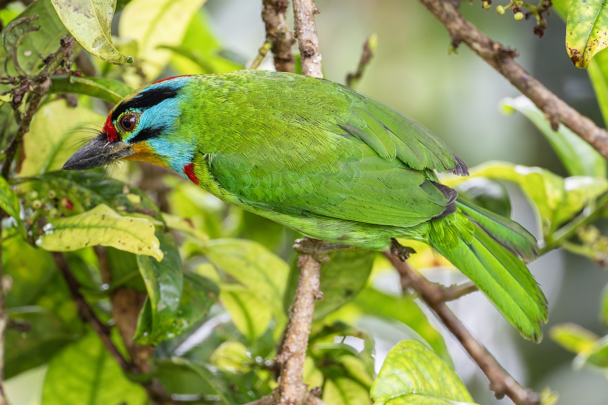 Black-browed Barbet - Yifei Zheng