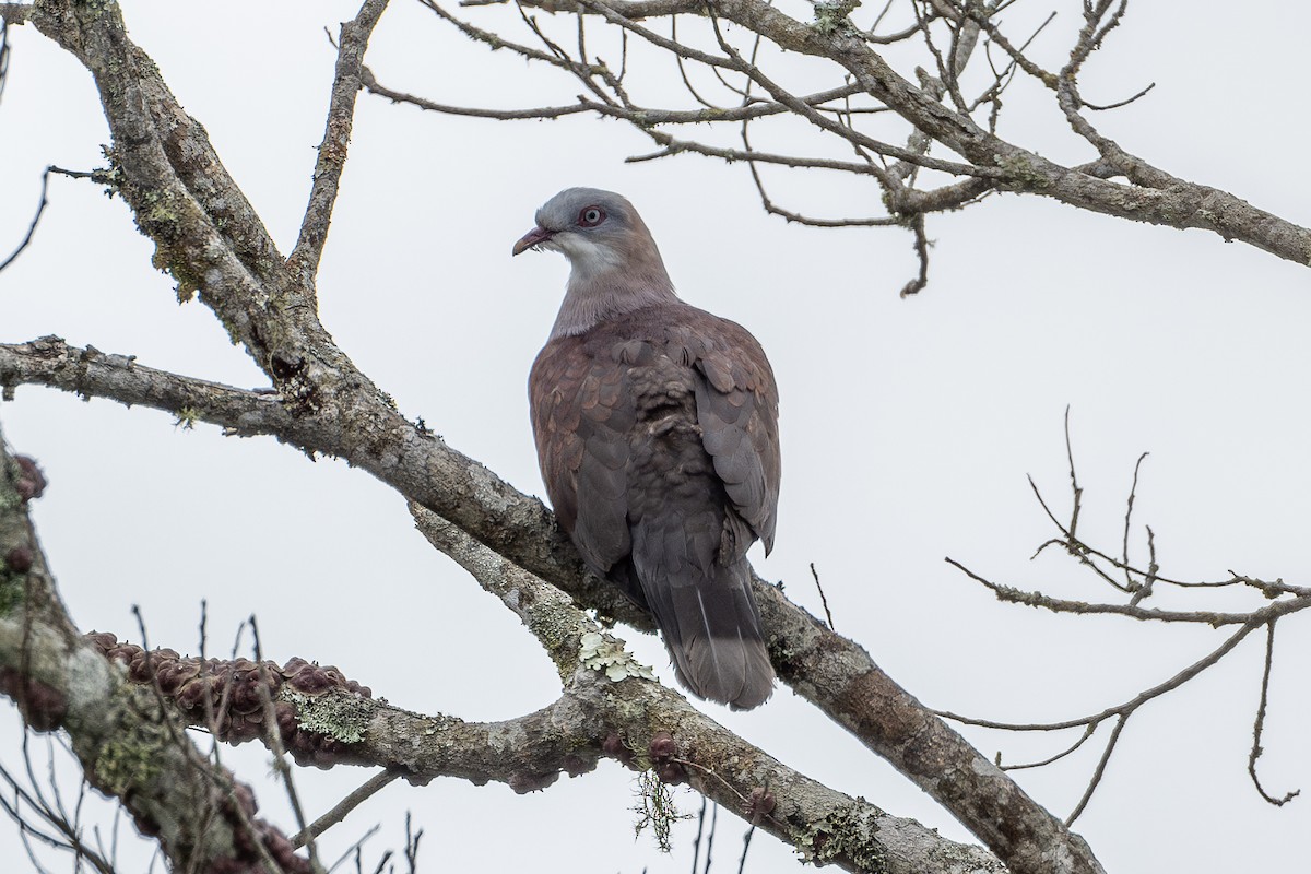 Mountain Imperial-Pigeon - ML615702943