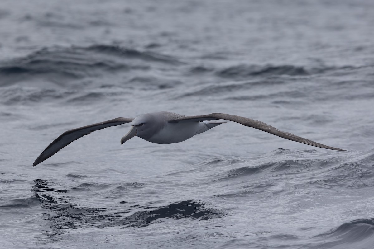 Salvin's Albatross - Jodi Webber