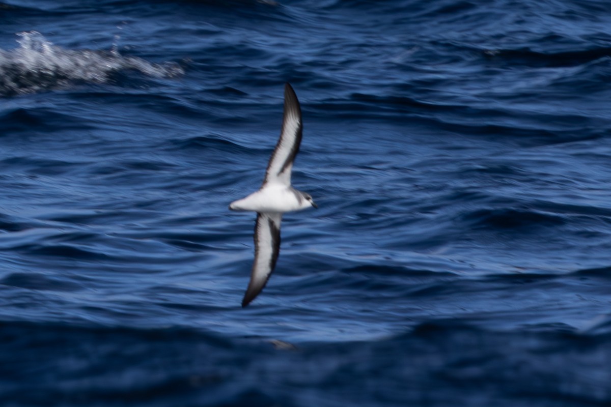 Black-winged Petrel - Jodi Webber