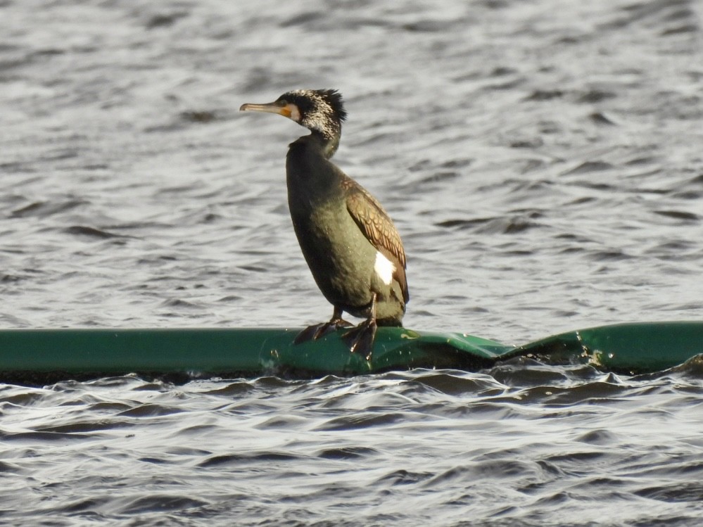 Great Cormorant - ML615703002