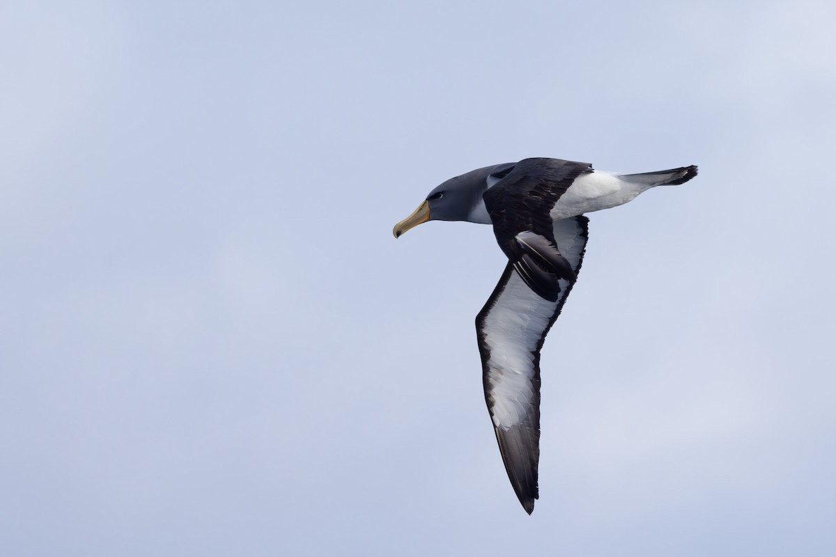 Albatros de las Chatham - ML615703008