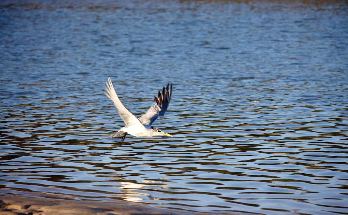 Great Crested Tern - parrish evans