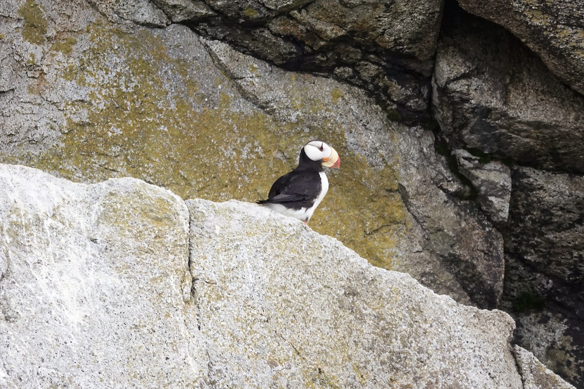 Horned Puffin - Joe Hammond