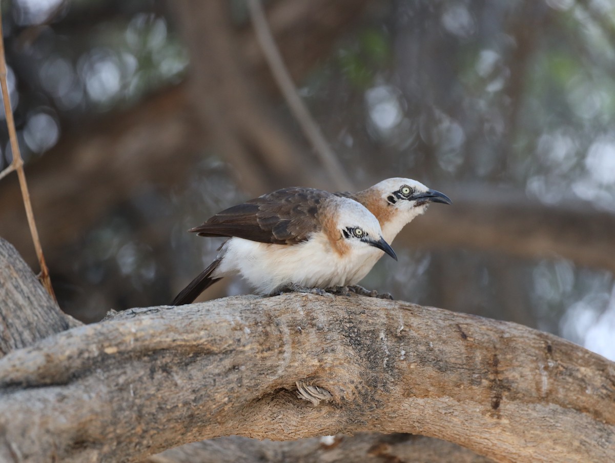 Bare-cheeked Babbler - ML615703143