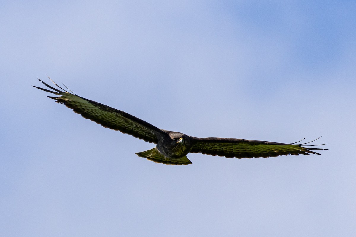 Common Buzzard - ML615703174