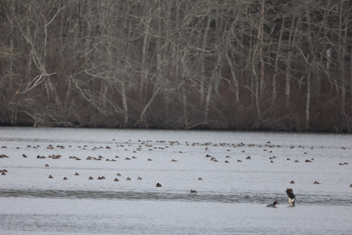 Ruddy Duck - ML615703180