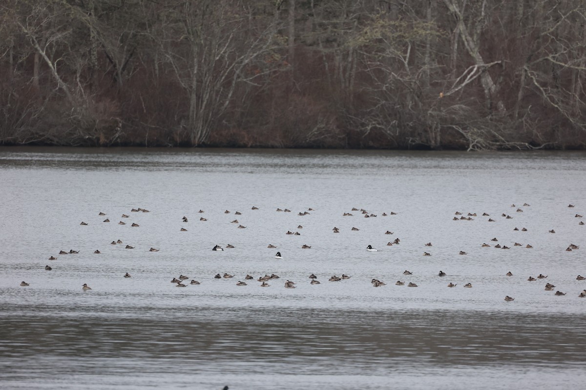 Ruddy Duck - ML615703183