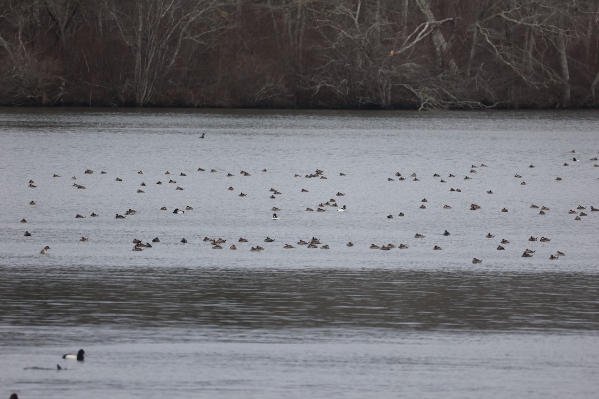 Ruddy Duck - ML615703189