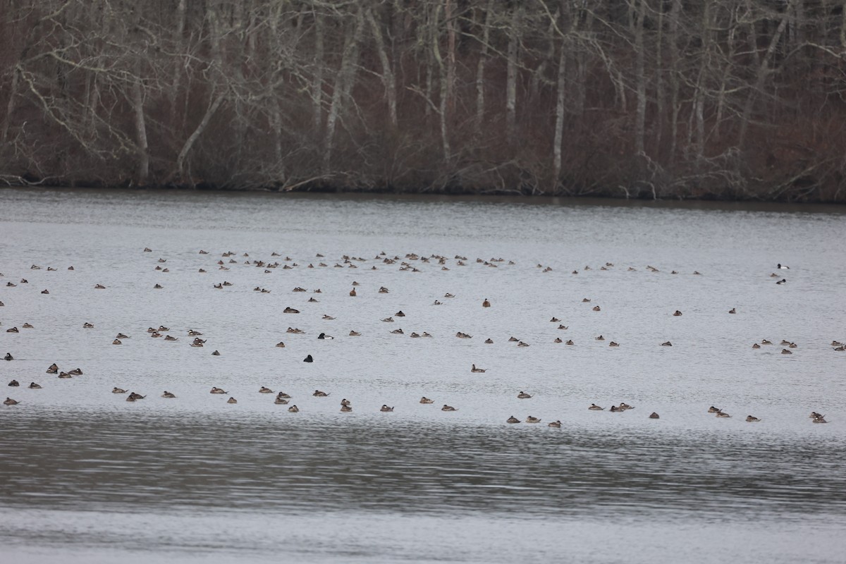 Ruddy Duck - ML615703199