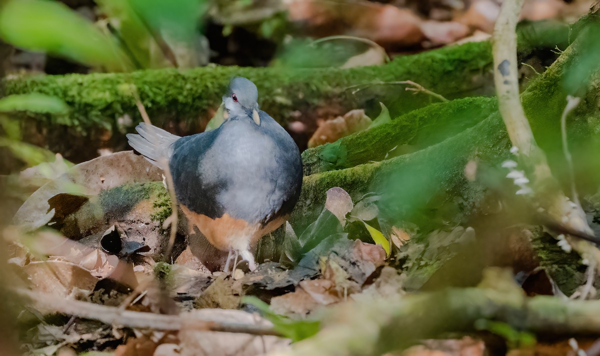 Thick-billed Ground-Pigeon - ML615703207