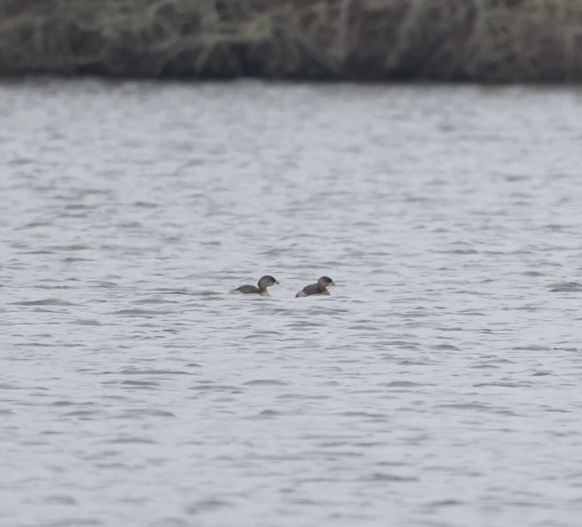 Pied-billed Grebe - Ross Sormani