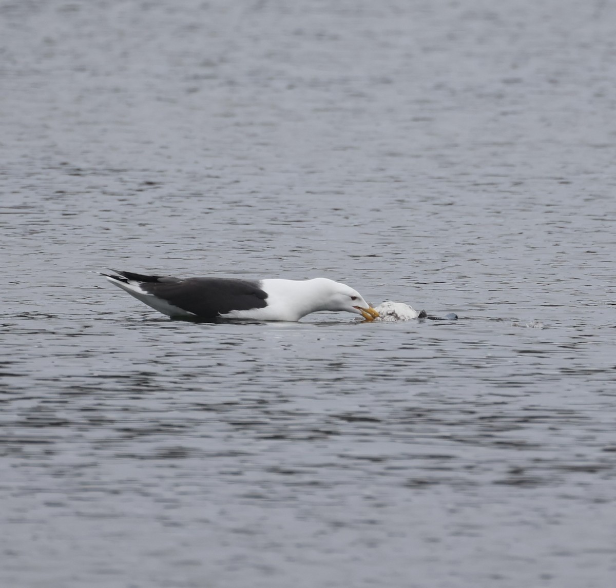 Great Black-backed Gull - ML615703219