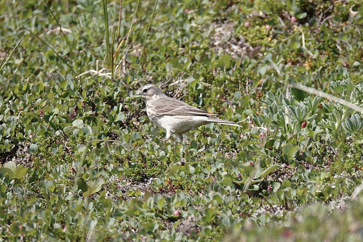 American Pipit - Joe Hammond