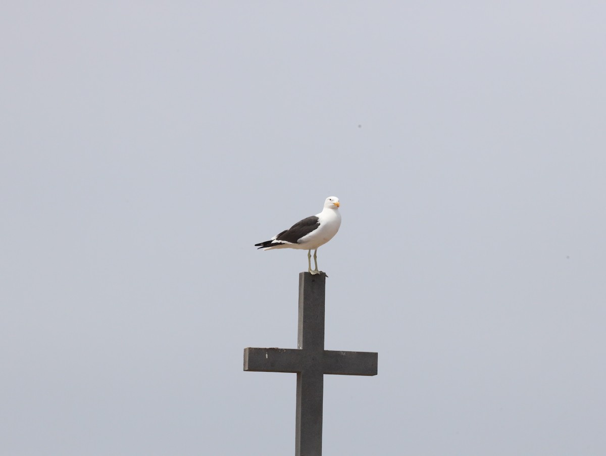 Kelp Gull - Mick Drews