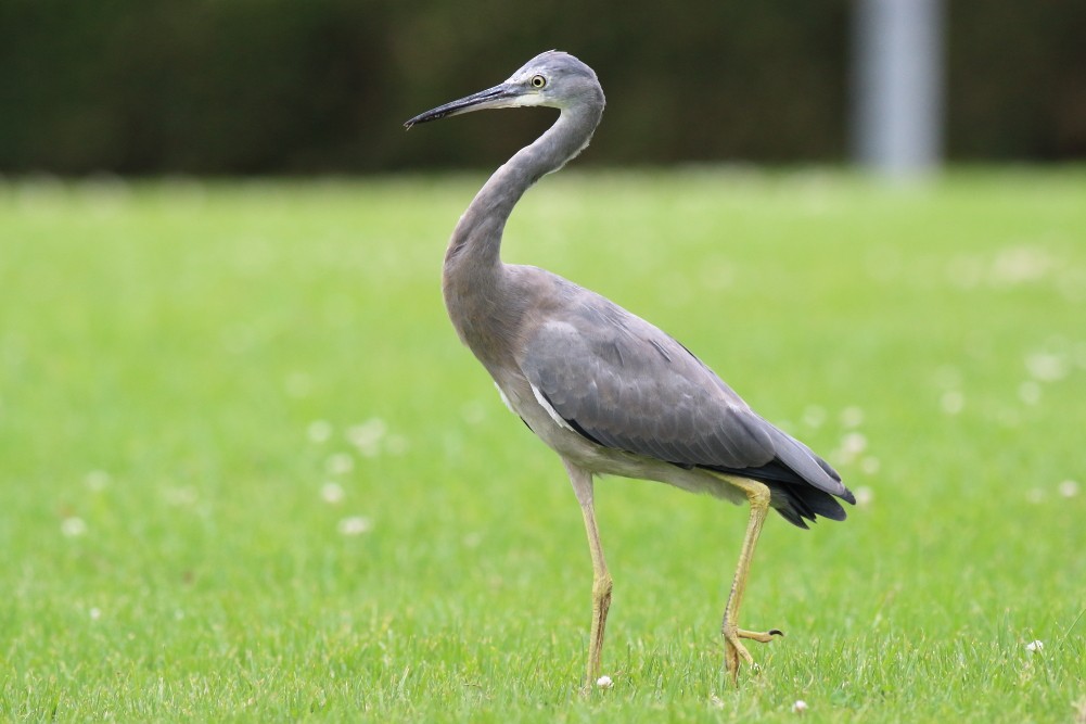 White-faced Heron - ML615703279