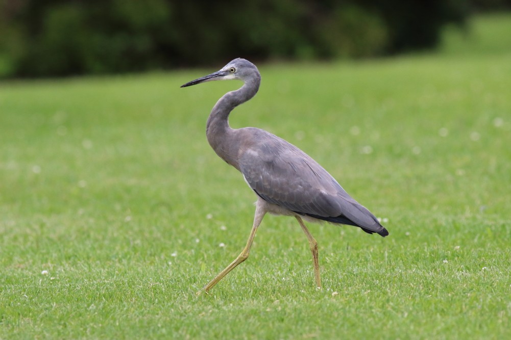 White-faced Heron - ML615703280