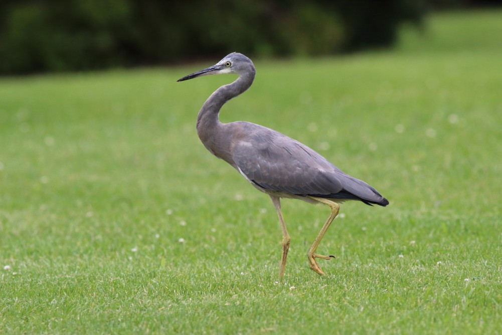 White-faced Heron - ML615703281