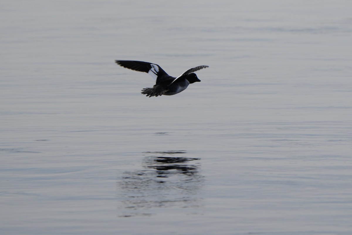 Common Goldeneye - ML615703282