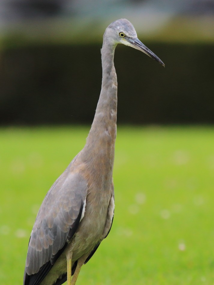 White-faced Heron - ML615703290