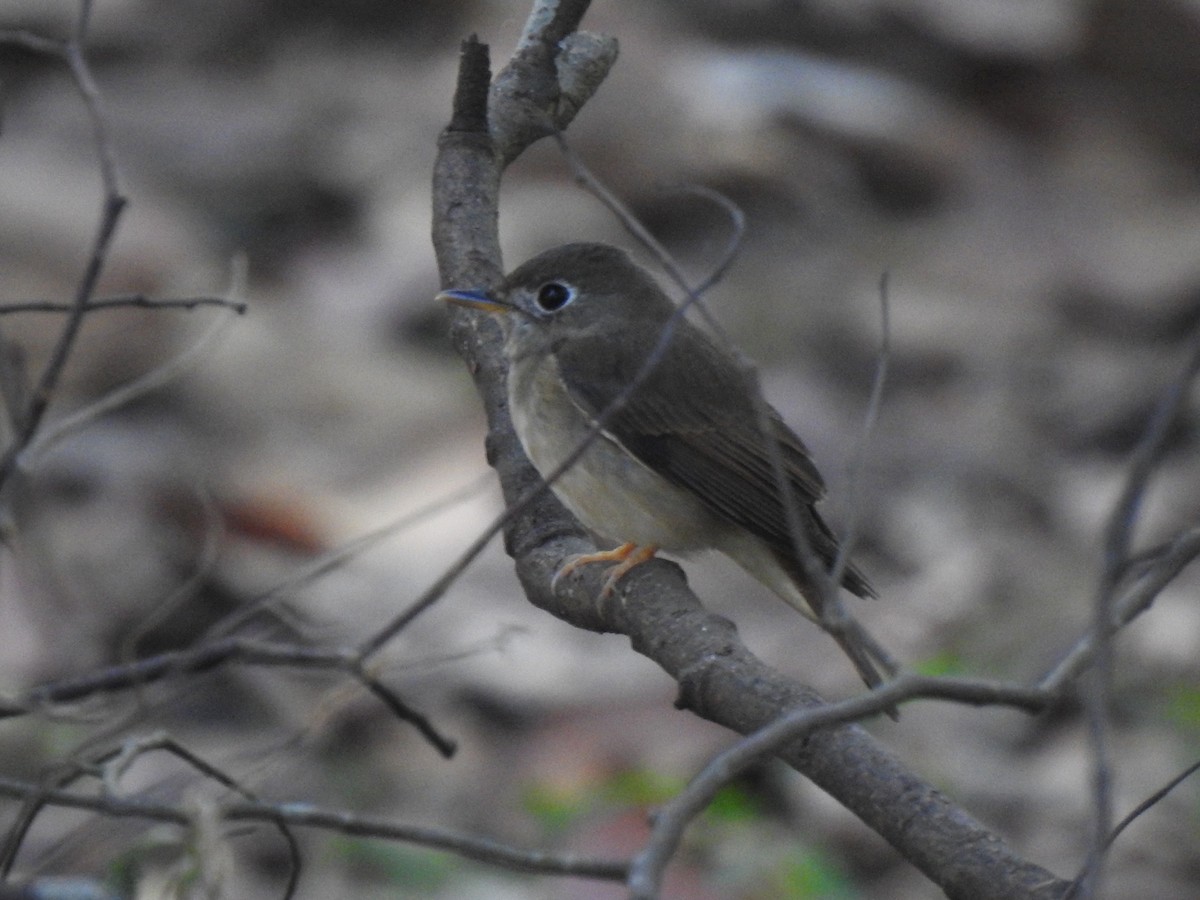 Brown-breasted Flycatcher - Matthieu Gauvain