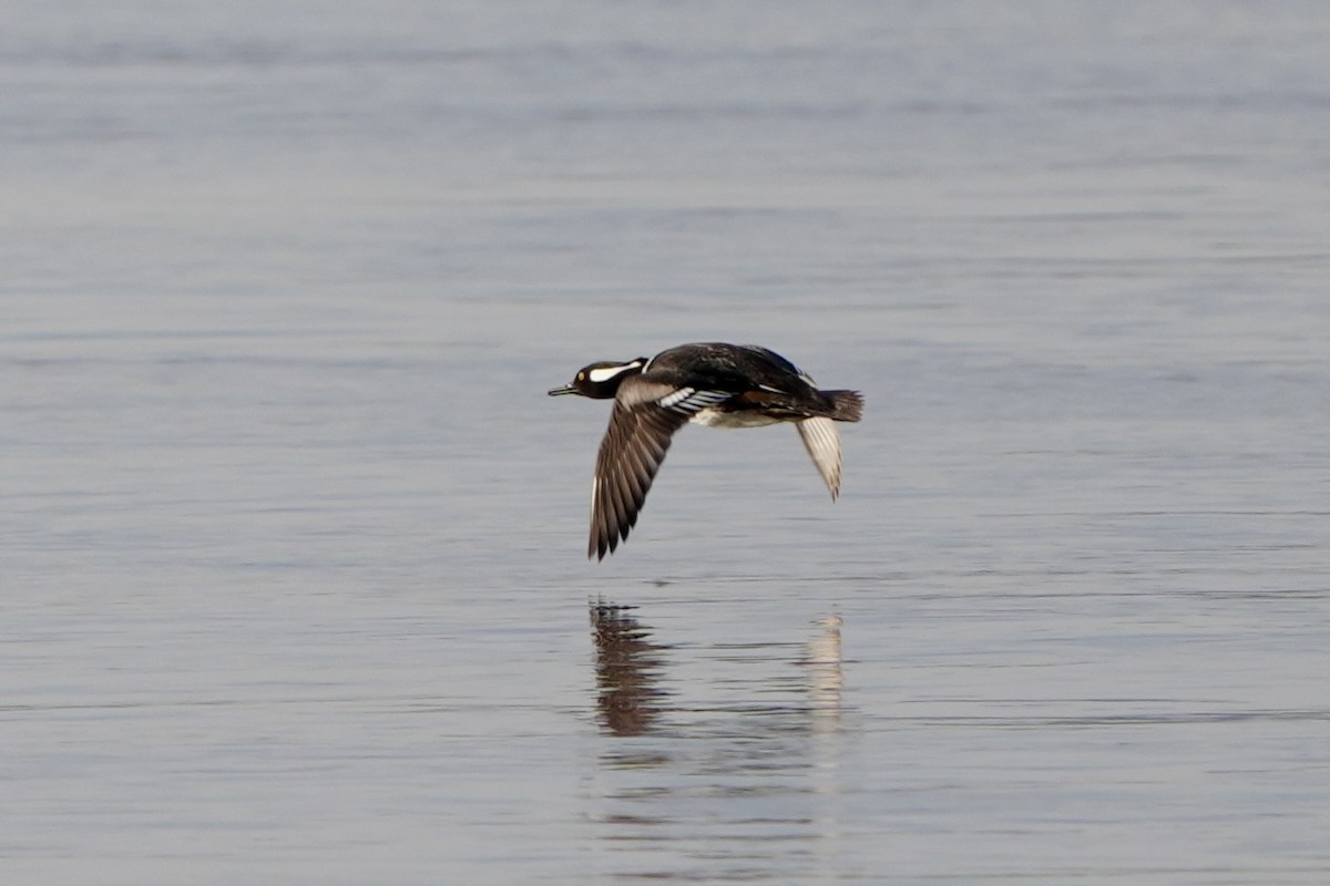 Hooded Merganser - ML615703317