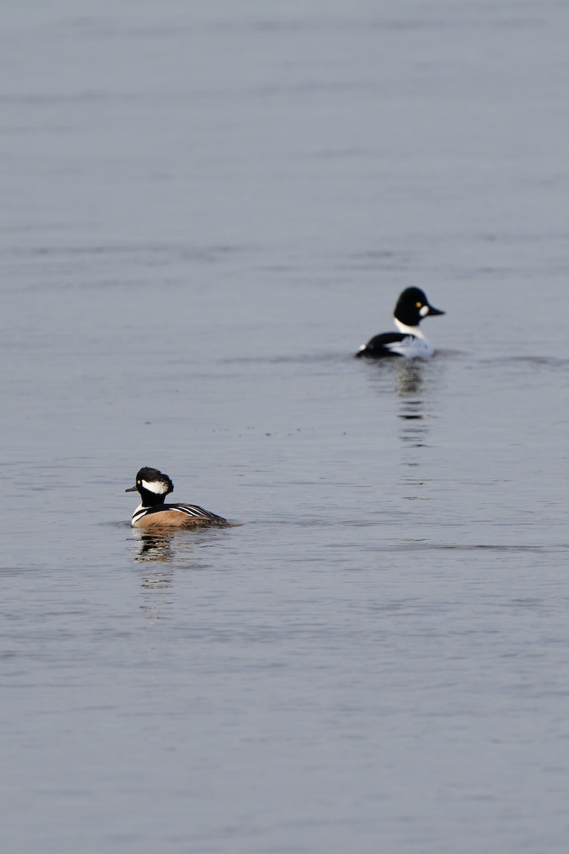 Hooded Merganser - ML615703318