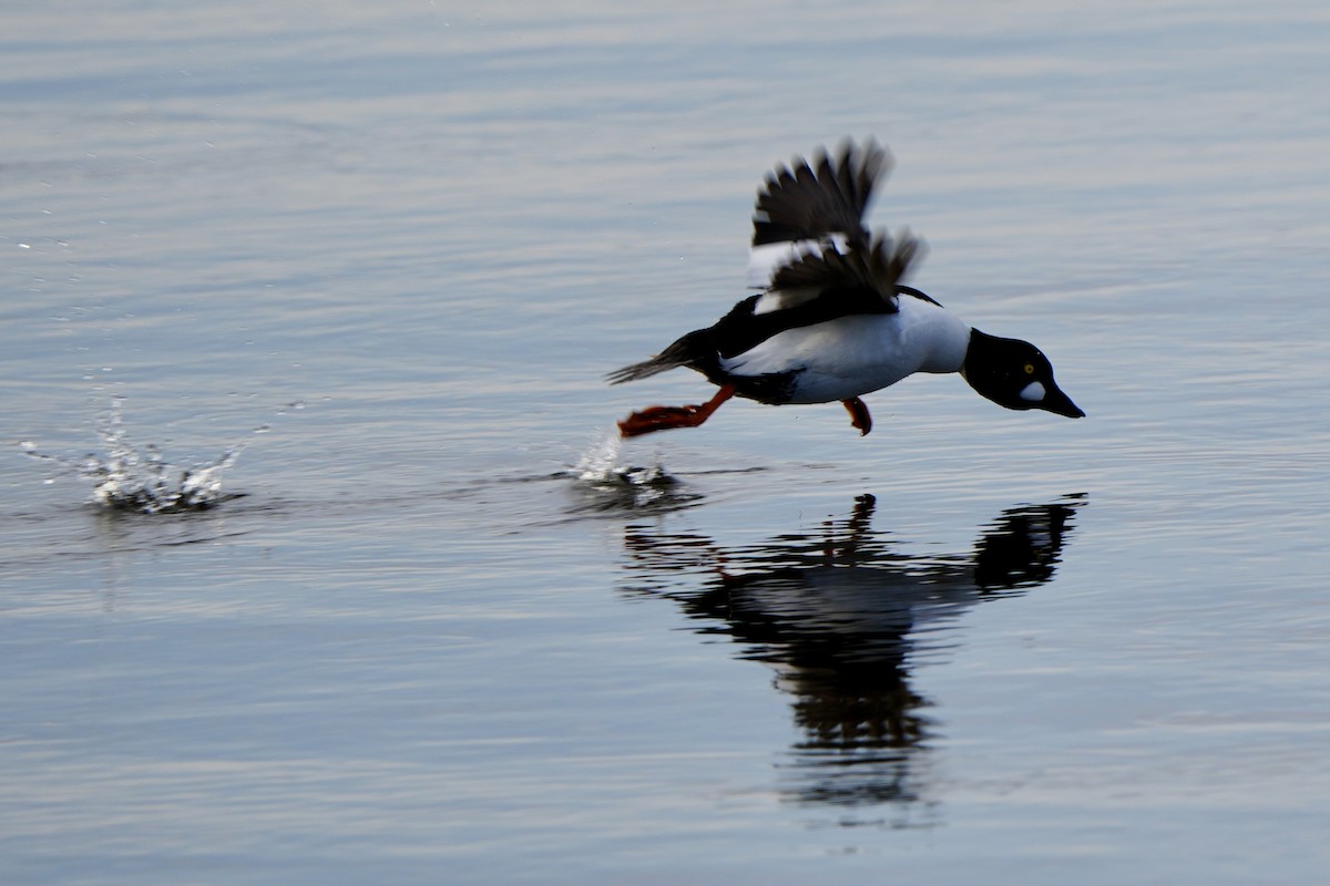 Common Goldeneye - ML615703332