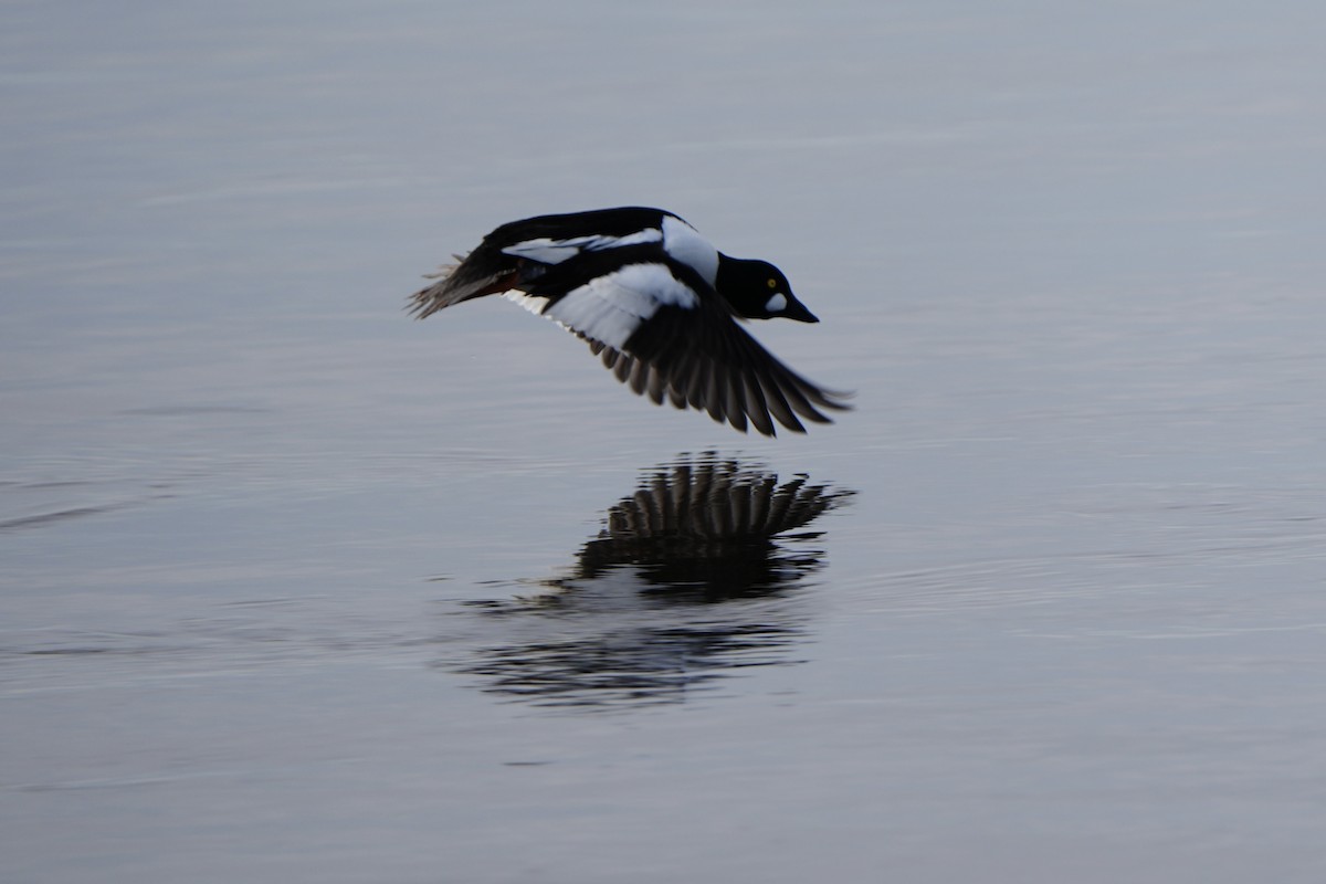 Common Goldeneye - ML615703333