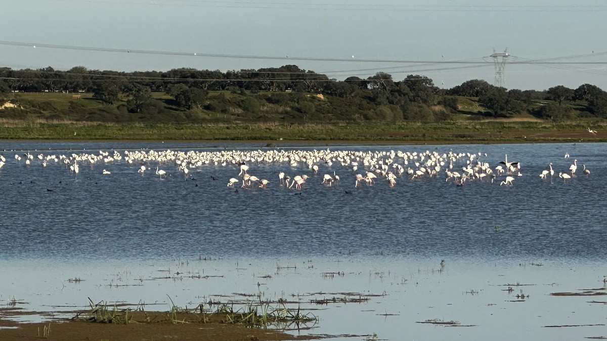 Greater Flamingo - Bastiaan Notebaert