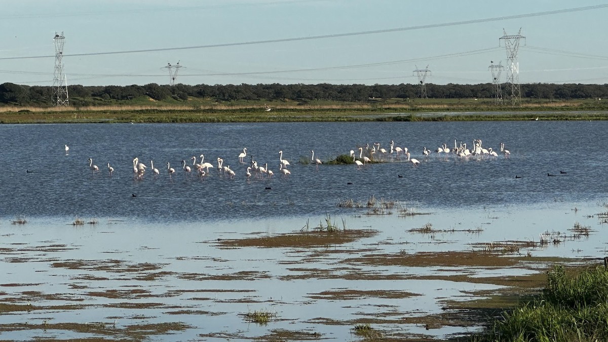 Greater Flamingo - Bastiaan Notebaert