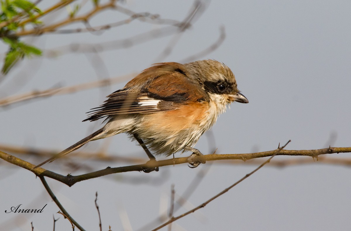 Bay-backed Shrike - Anand Singh