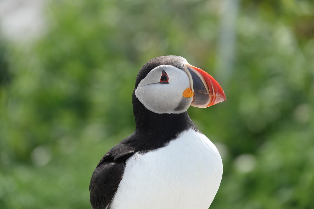 Atlantic Puffin - Ann Griffin